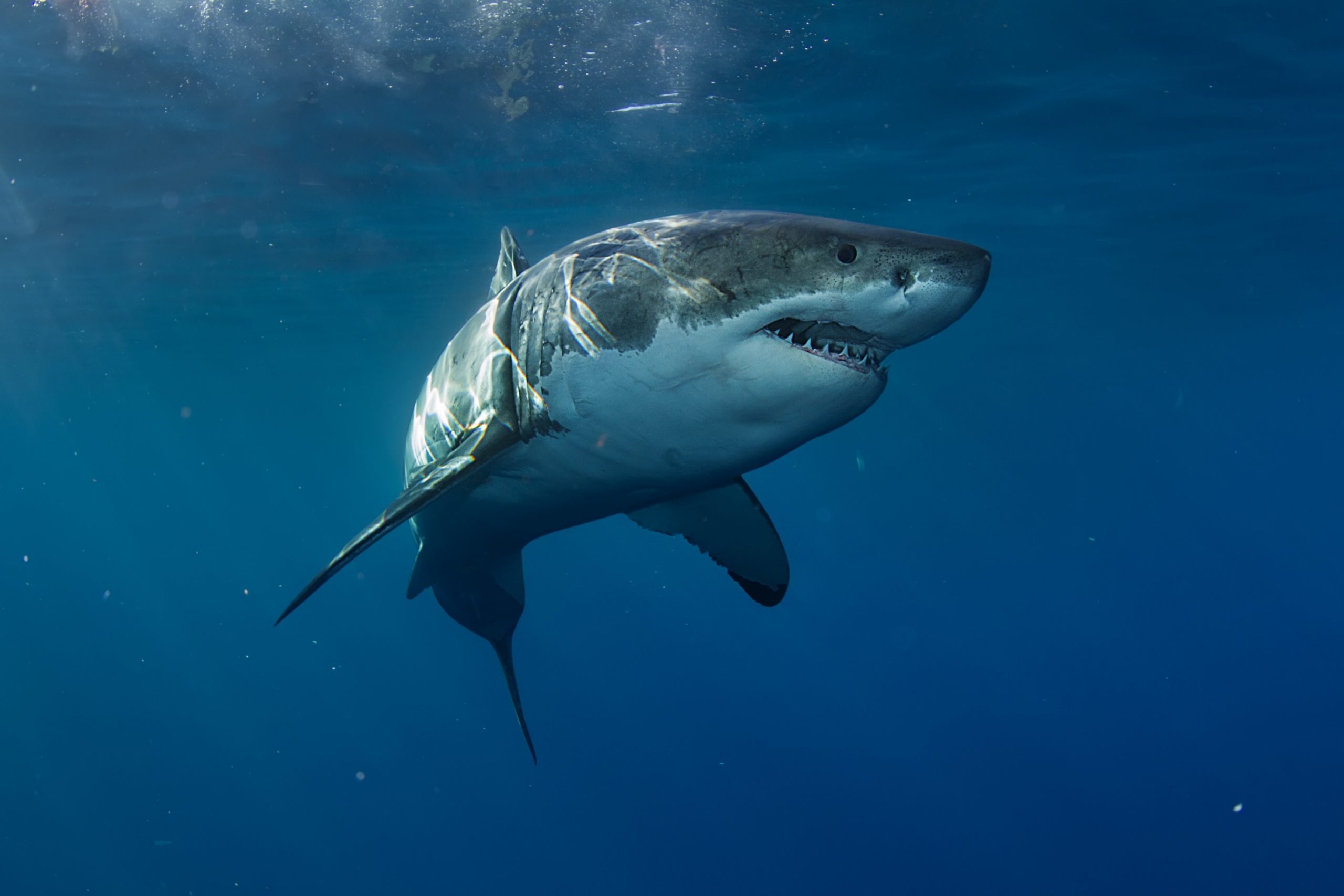 Scopri dove puoi vedere gli squali in Italia