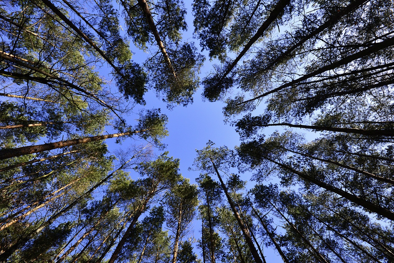 Le 10 foreste più spettacolari al mondo