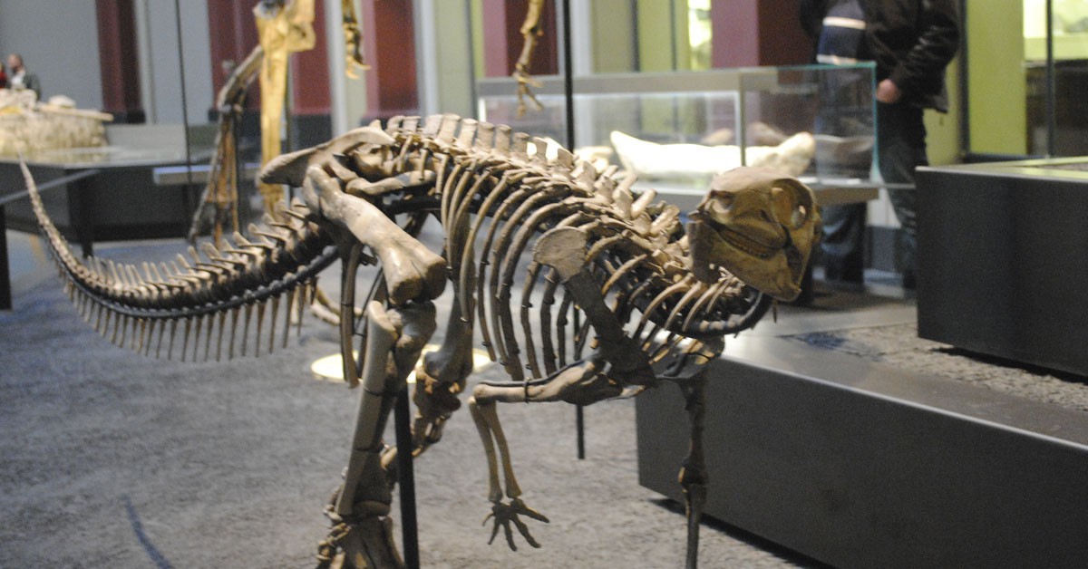 Museo-de-Ciencias-Naturales-de-Berlín-Flickr