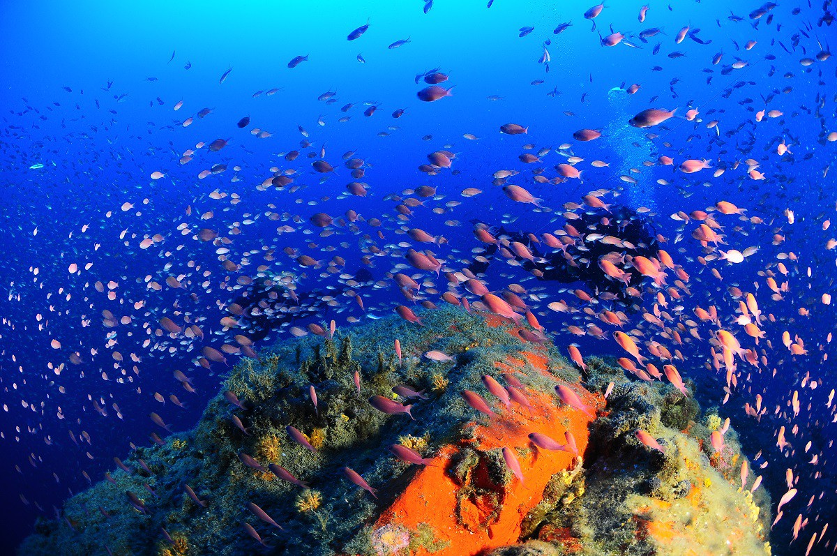 corso-di-biologia-marina