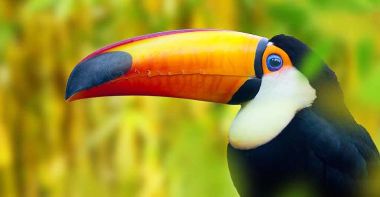 tucan
