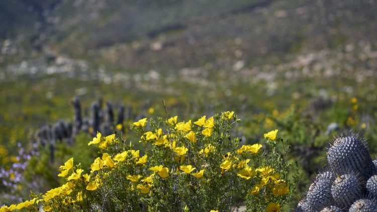 fioritura straordinaria del deserto
