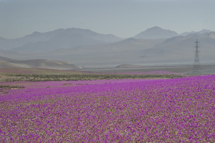 fioritura straordinaria del deserto