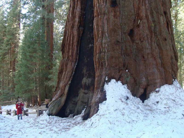 gli alberi più impressionanti