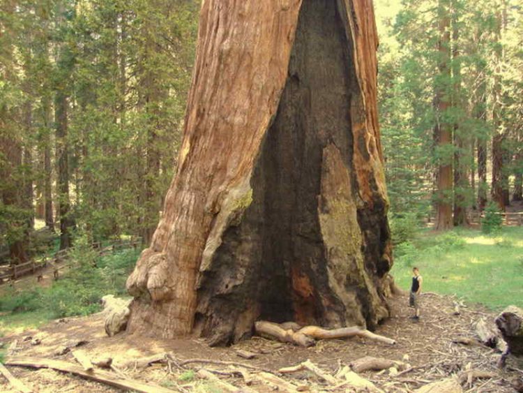 gli alberi più impressionanti
