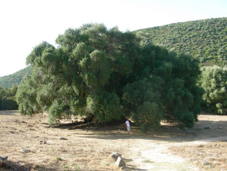 alberi impressionanti - olivo sardegna