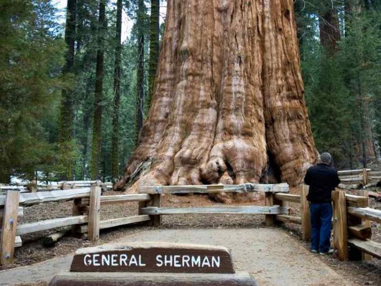 alberi impressionanti general sherman