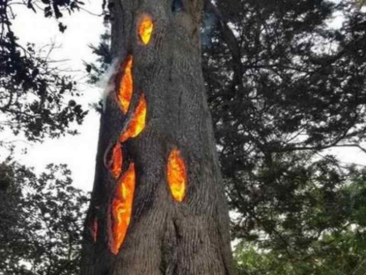 albero del diavolo