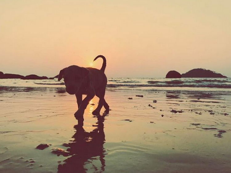 Lieto fine per il cucciolo Chapati, salvato da una coppia in India