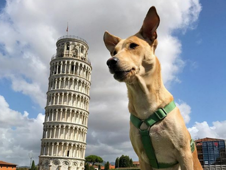 Lieto fine per il cucciolo Chapati, salvato da una coppia in India