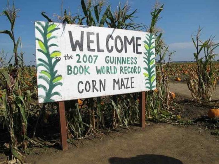 Un labirinto di mais così immenso 