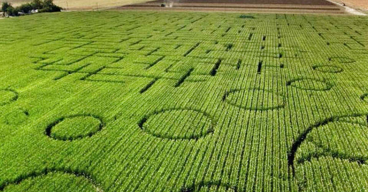 Un labirinto di mais così immenso che…i turisti si perdono