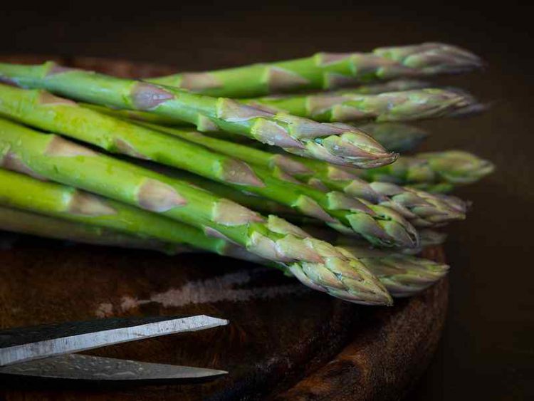 Sagra dell'Asparago