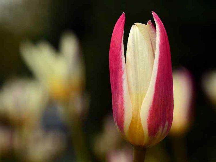 70 mila tulipani olandesi fioriscono a Giardinity primavera: un evento da non perdere