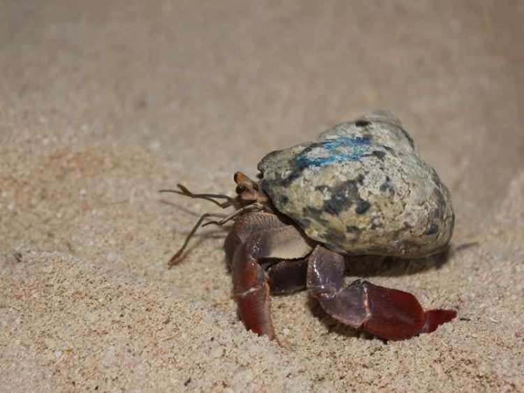 Trinidad e Tobago: le perle delle Antille