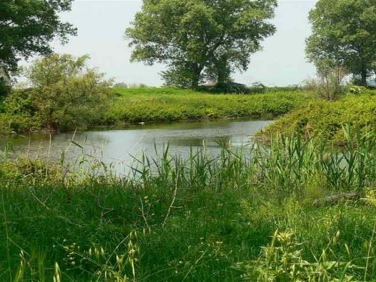 Il litorale romano e il mistero del coccodrillo