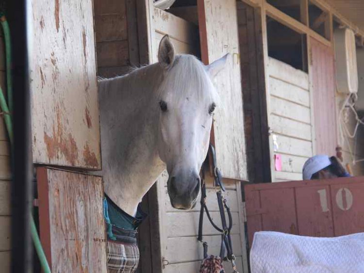 Gran premio ippica Merano, il 30 settembre ritorna la storica corsa