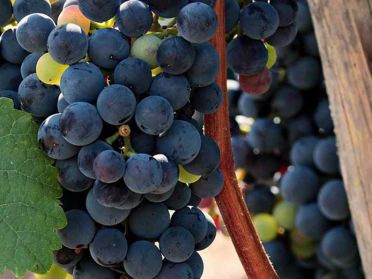 Settembre all'insegna del buon vino, alla scoperta di tutte le feste dell'uva in Toscana.