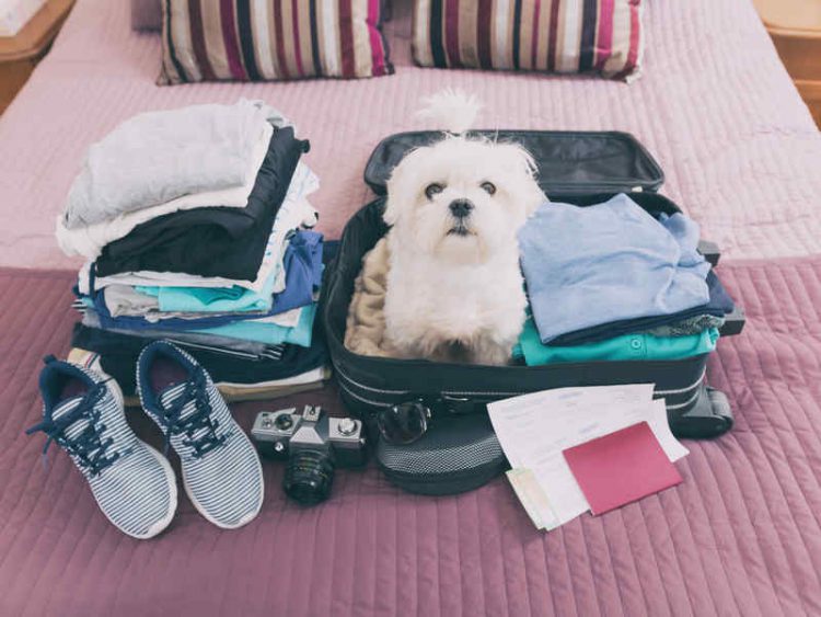 Viaggi con il tuo amico a quattro zampe? Ecco alcune proposte per l'autunno