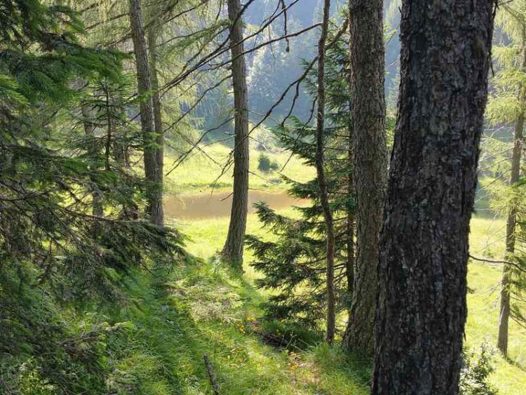 Viaggi con il tuo amico a quattro zampe? Ecco alcune proposte per l'autunno