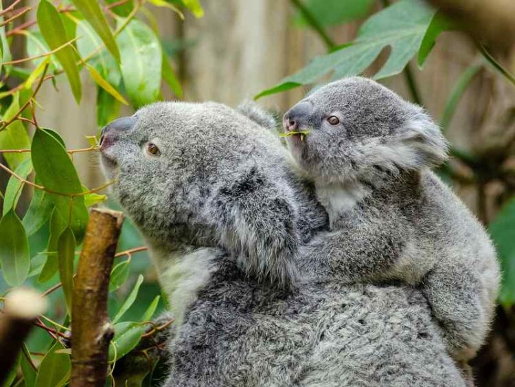 Attraversare l'Australia, il viaggio da Adelaide a Darwin