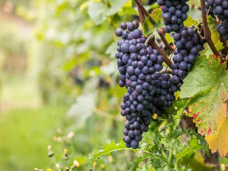 Itineraries in the Langhe, discovering a wonderful land