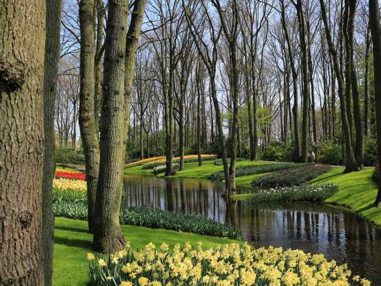 Giardino dei Tulipani, con la bella stagione riapre Keukenhof